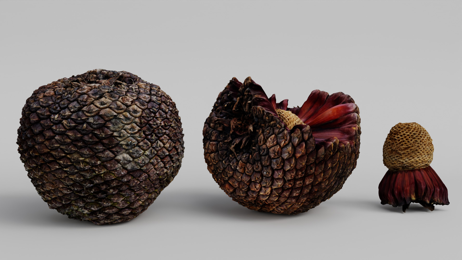 Araucaria Pine Cone Pack 3D model_2