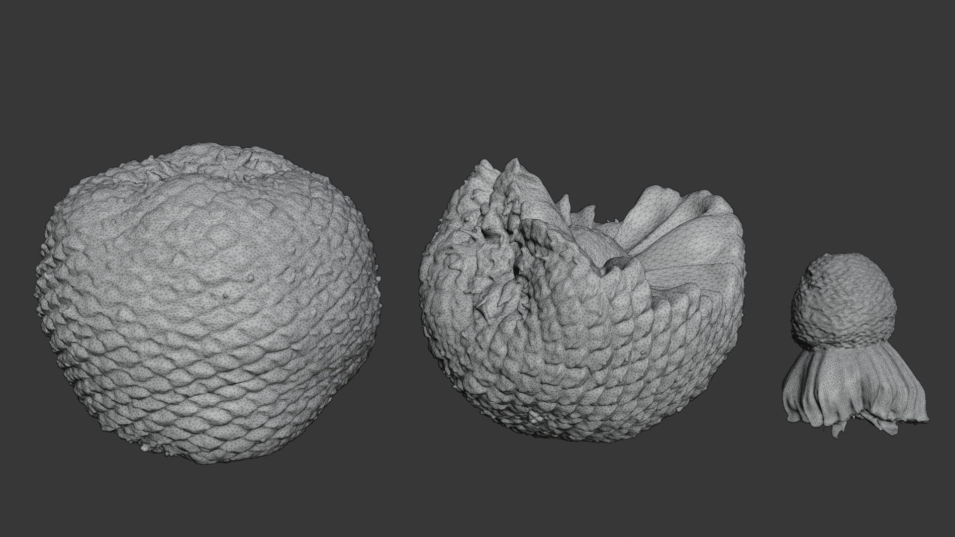 Araucaria Pine Cone Pack 3D model_3