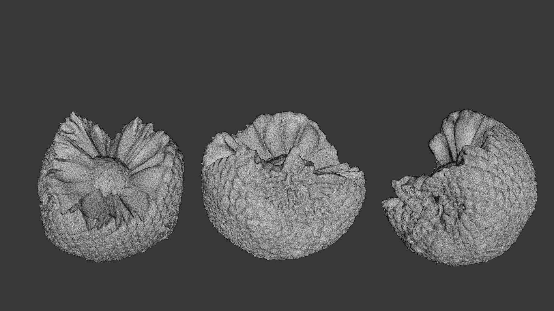 Araucaria Pine Cone Pack 3D model_7