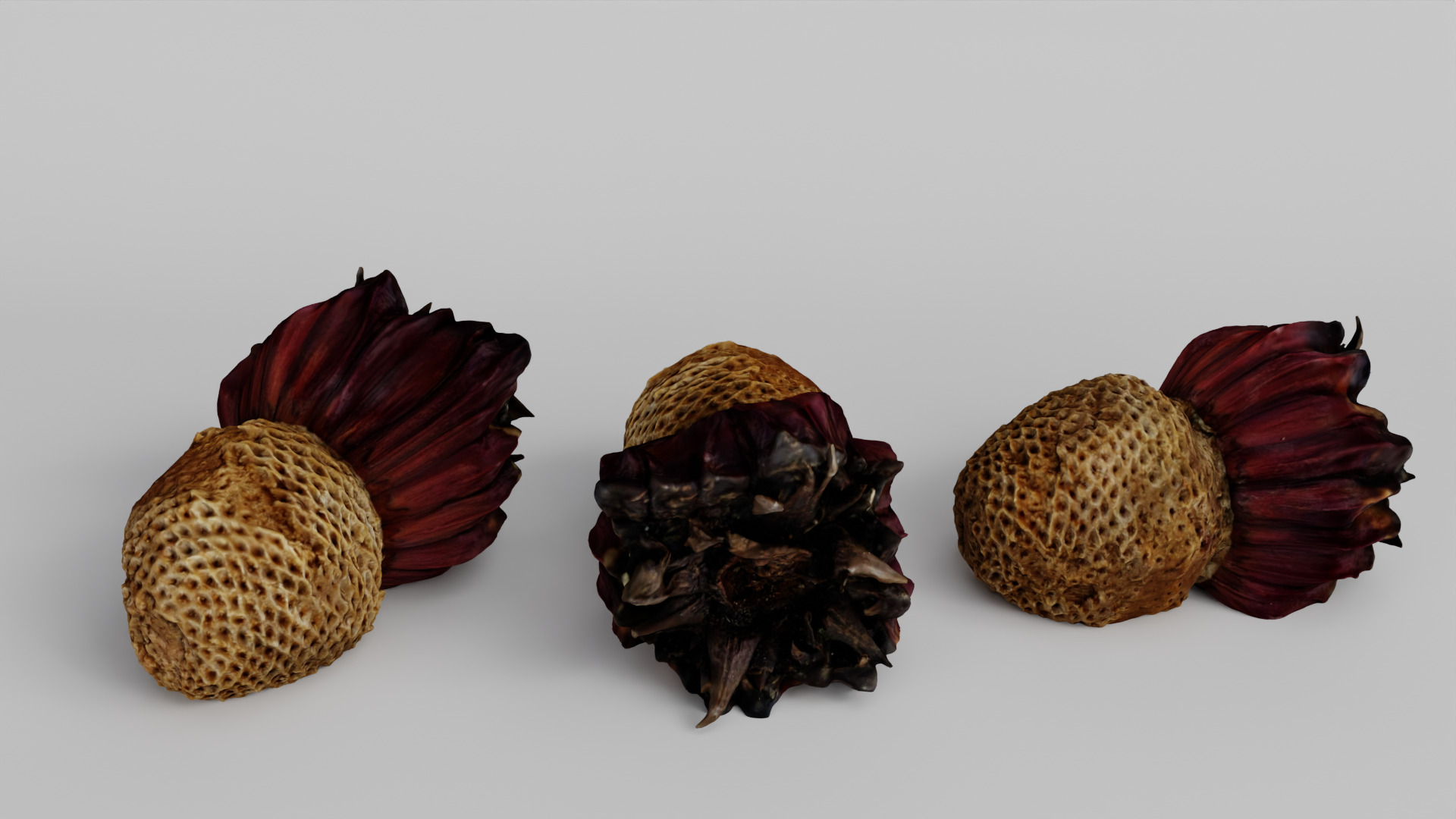 Araucaria Pine Cone Pack 3D model_8