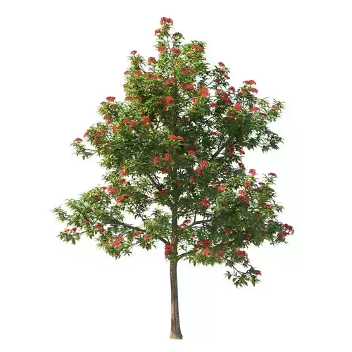 Corymbia ficifolia Wildfire tree 03