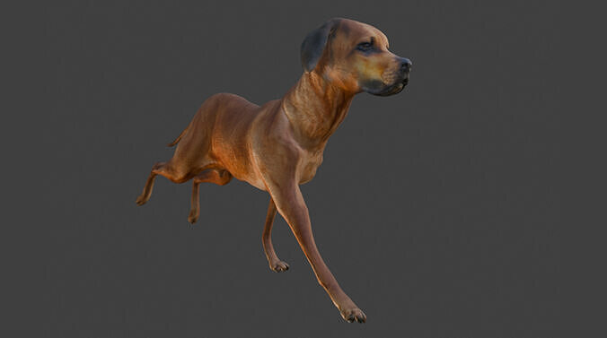 Realistic Animated Dog Low-poly 3D model