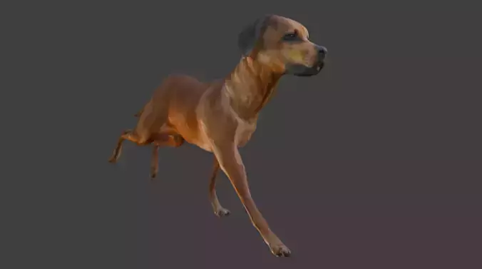 Realistic Animated Dog Low-poly 3D model