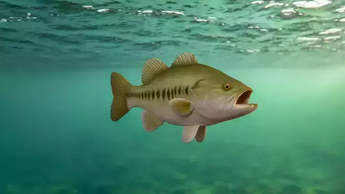 Realistic Bass Fish