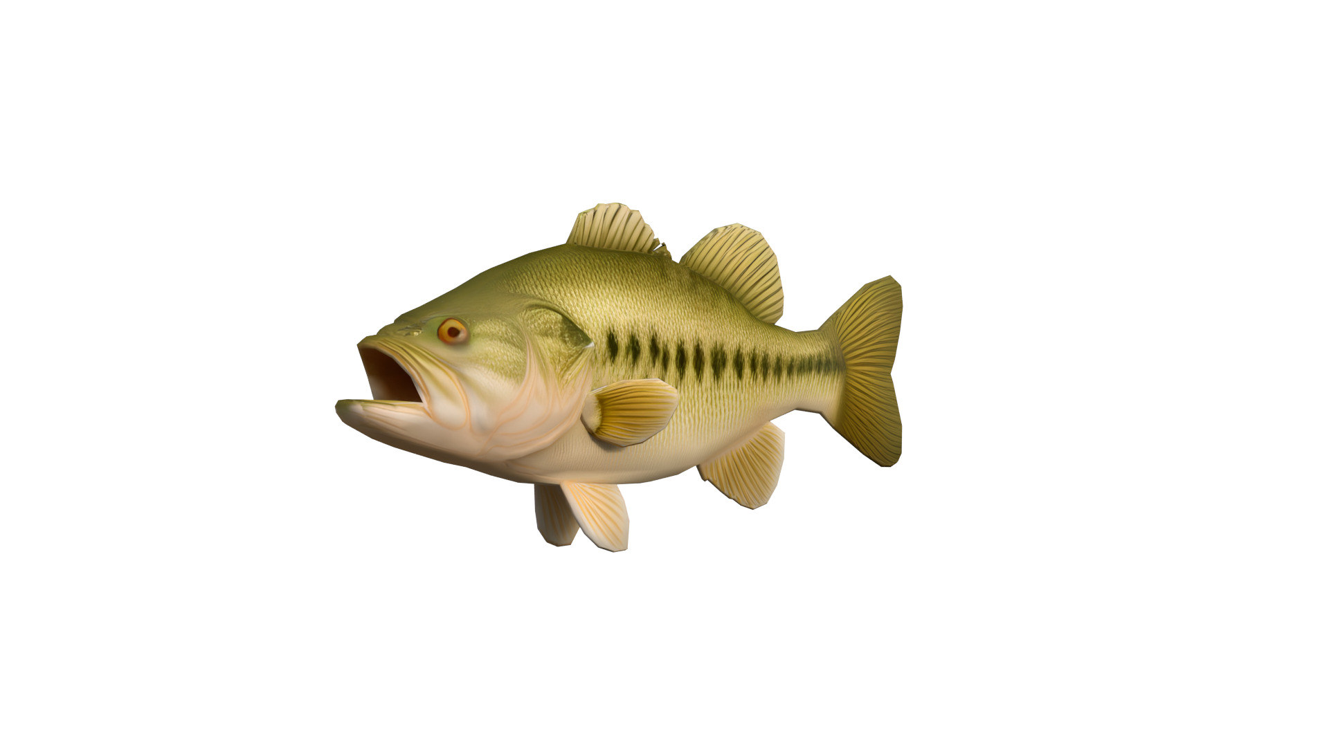 Realistic Bass Fish Low-poly 3D model_5
