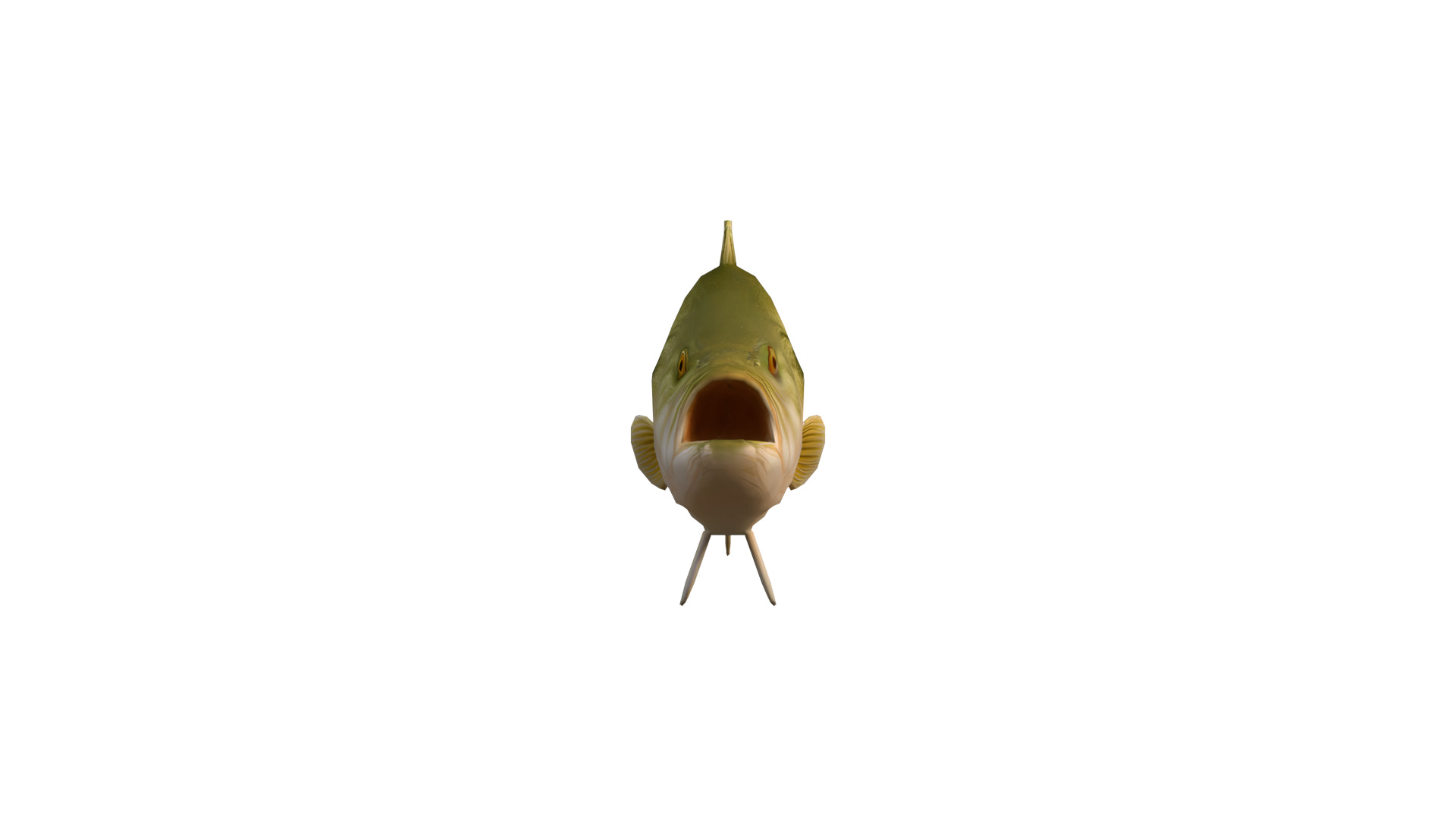 Realistic Bass Fish Low-poly 3D model_3
