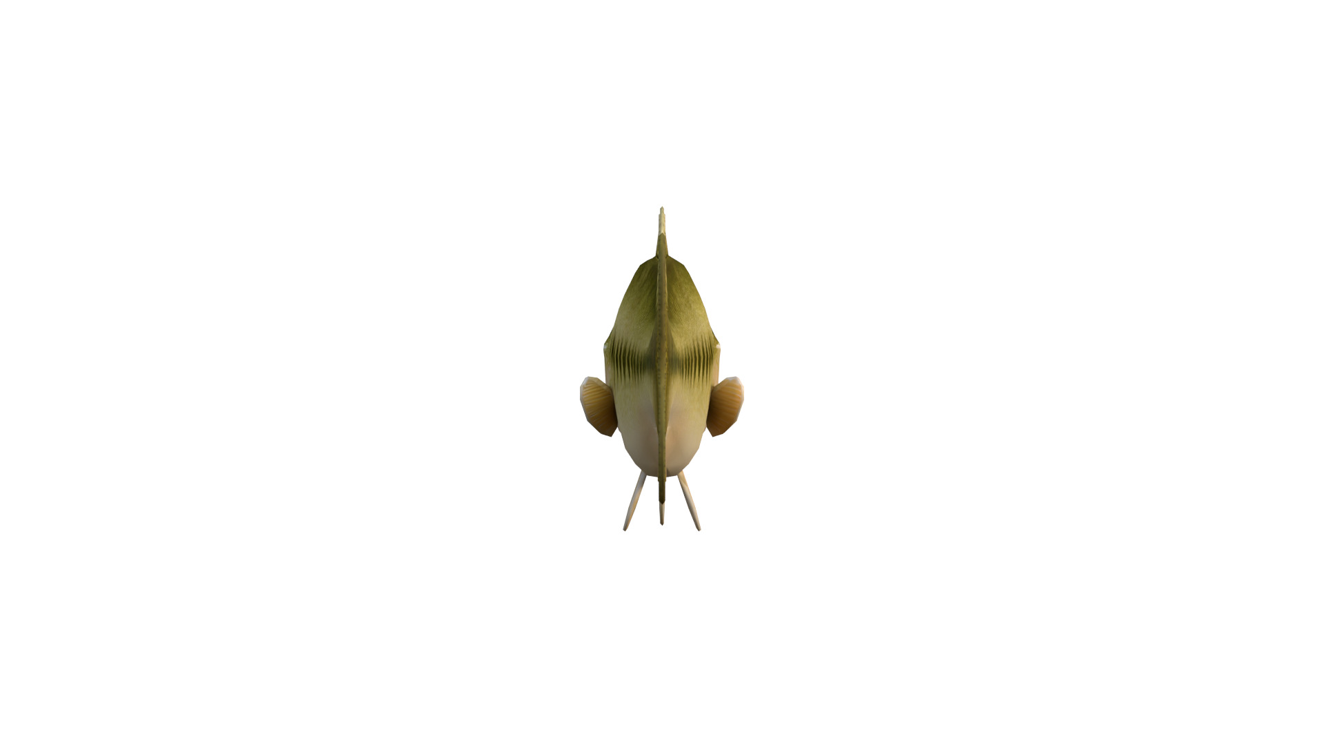 Realistic Bass Fish Low-poly 3D model_2