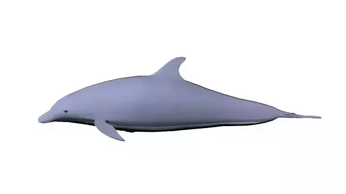 Low Poly Dolphin