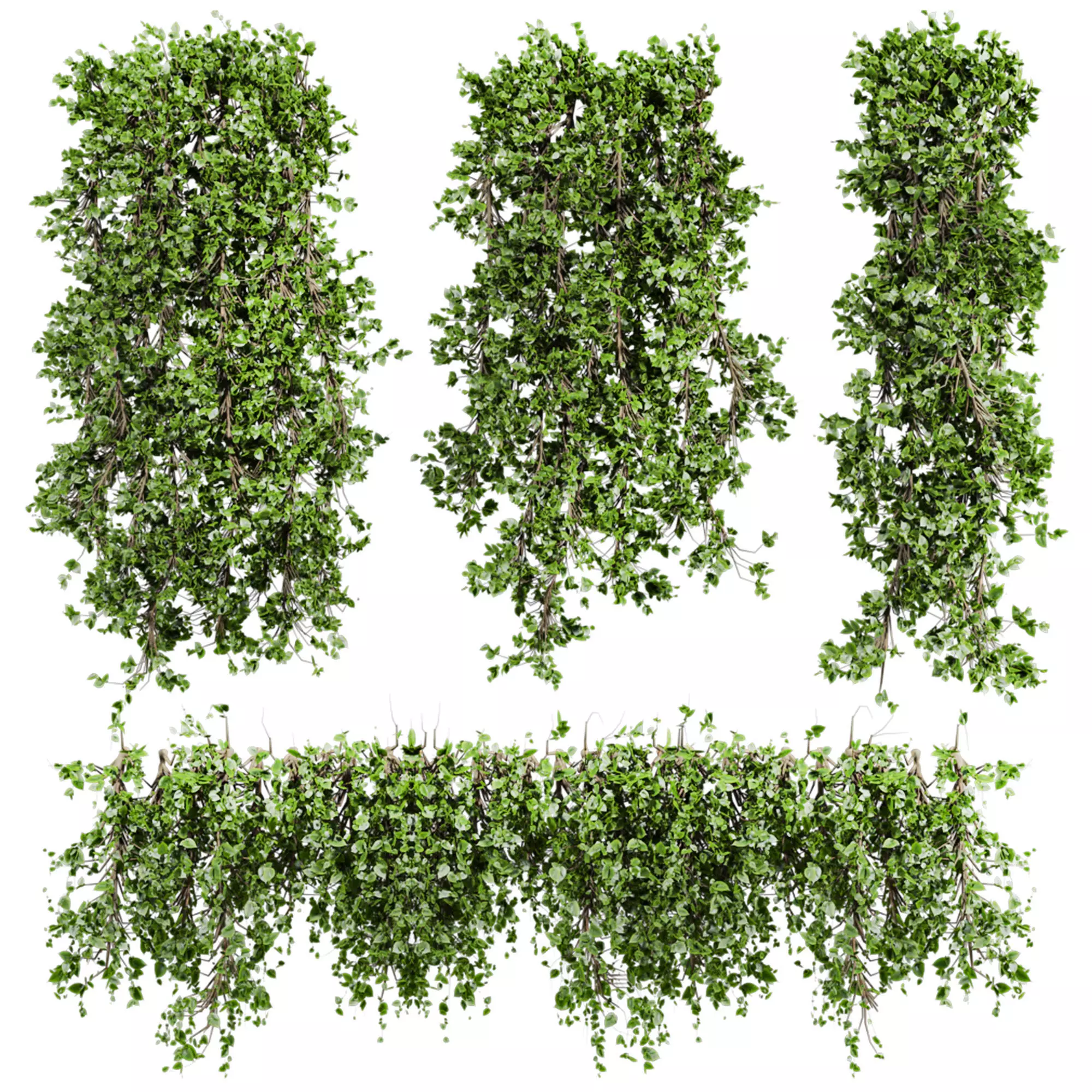 ivy plants 3D model_0