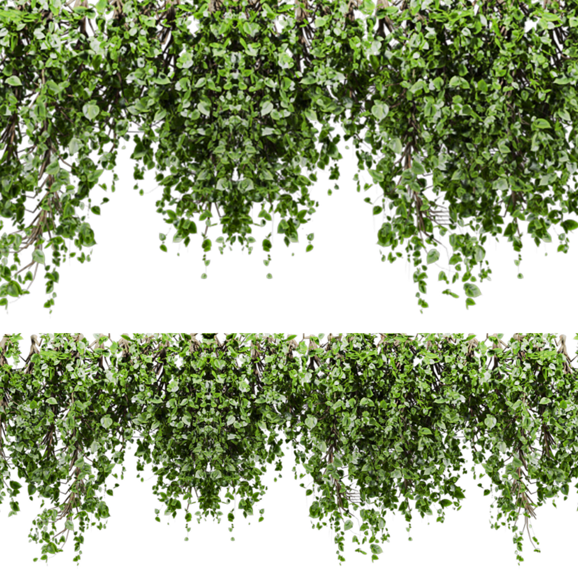 ivy plants 3D model_1