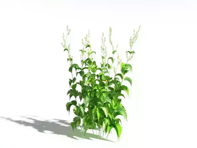 EVERYPlant Wood Sage -18 Models- 3D model