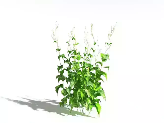 EVERYPlant Wood Sage LowPoly -18 Models- Low-poly 3D model