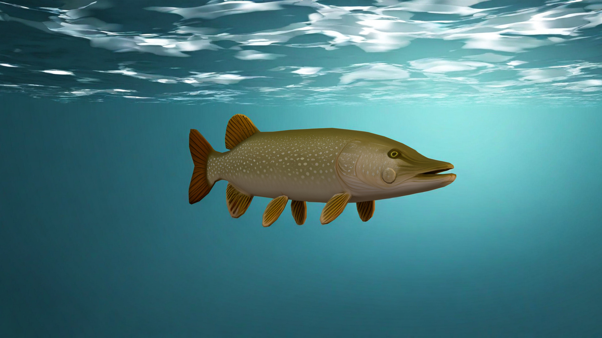 Realistic Freshwater Fish Pike Low-poly 3D model_2