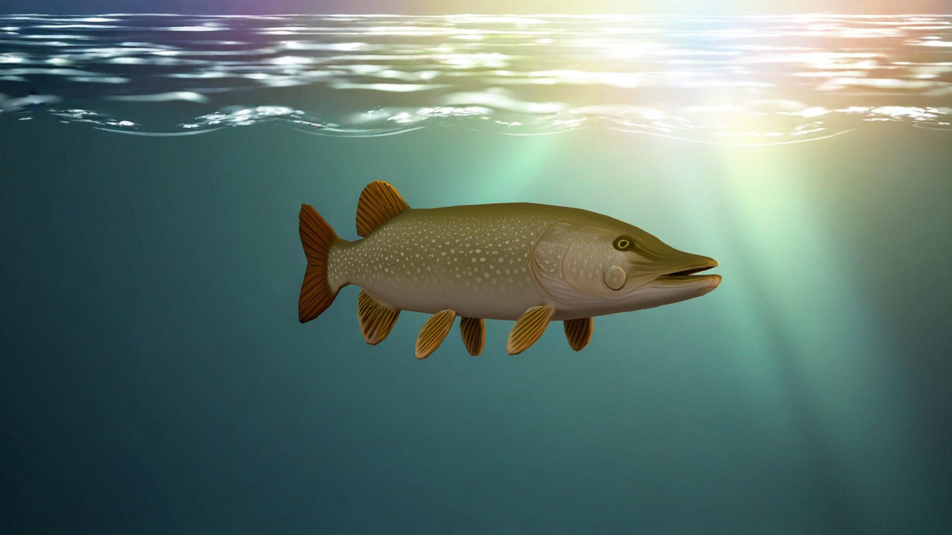 Realistic Freshwater Fish Pike Low-poly 3D model_3