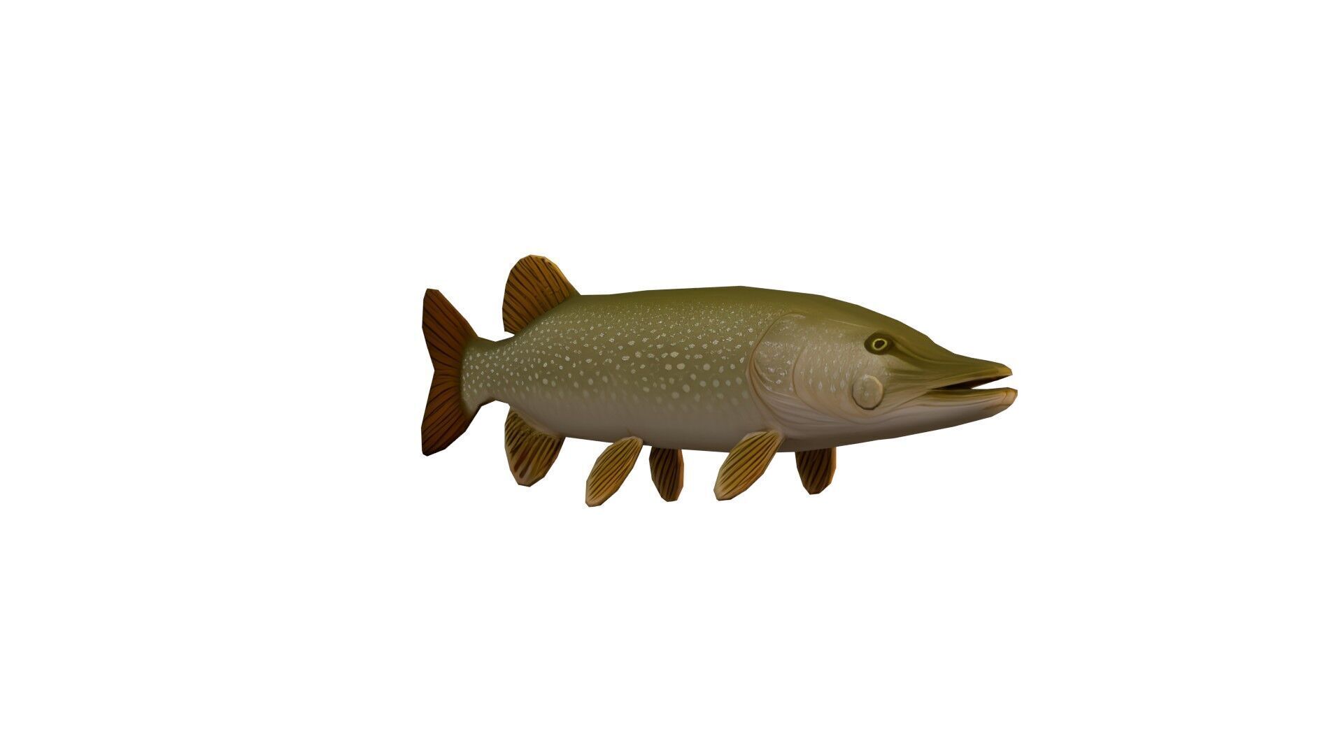 Realistic Freshwater Fish Pike Low-poly 3D model_6