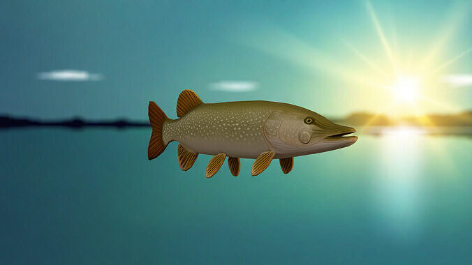 Realistic Freshwater Fish Pike Low-poly 3D model