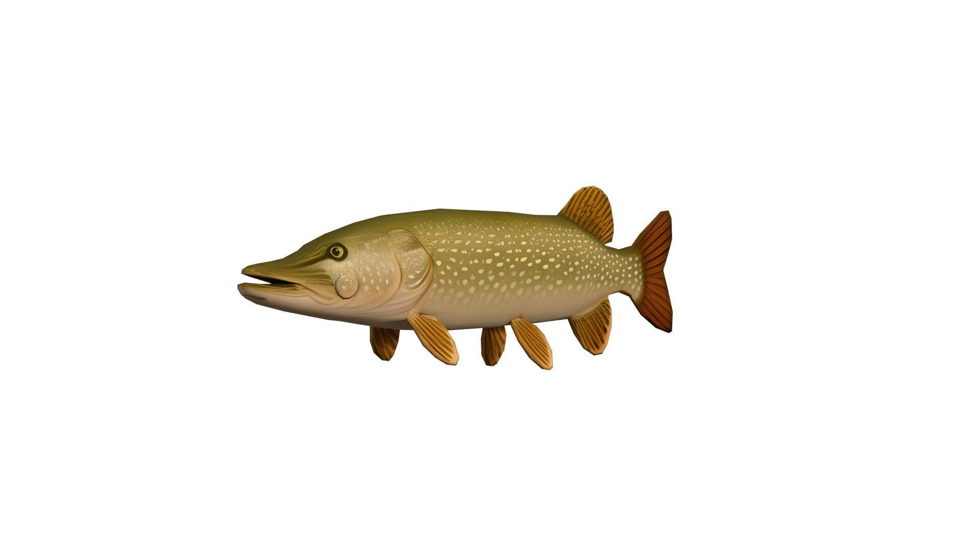 Realistic Freshwater Fish Pike Low-poly 3D model_7