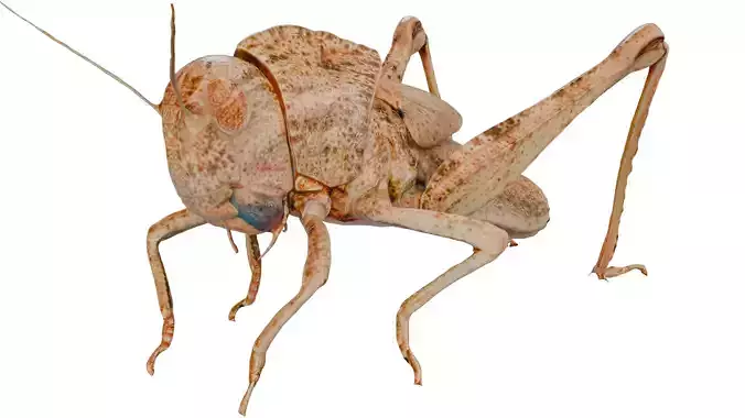 Migratory locust 3D model