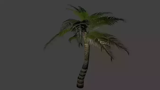 Palm Tree