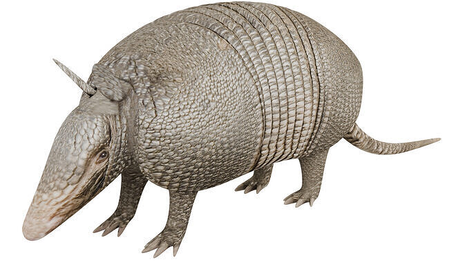 Armadillo 3D model