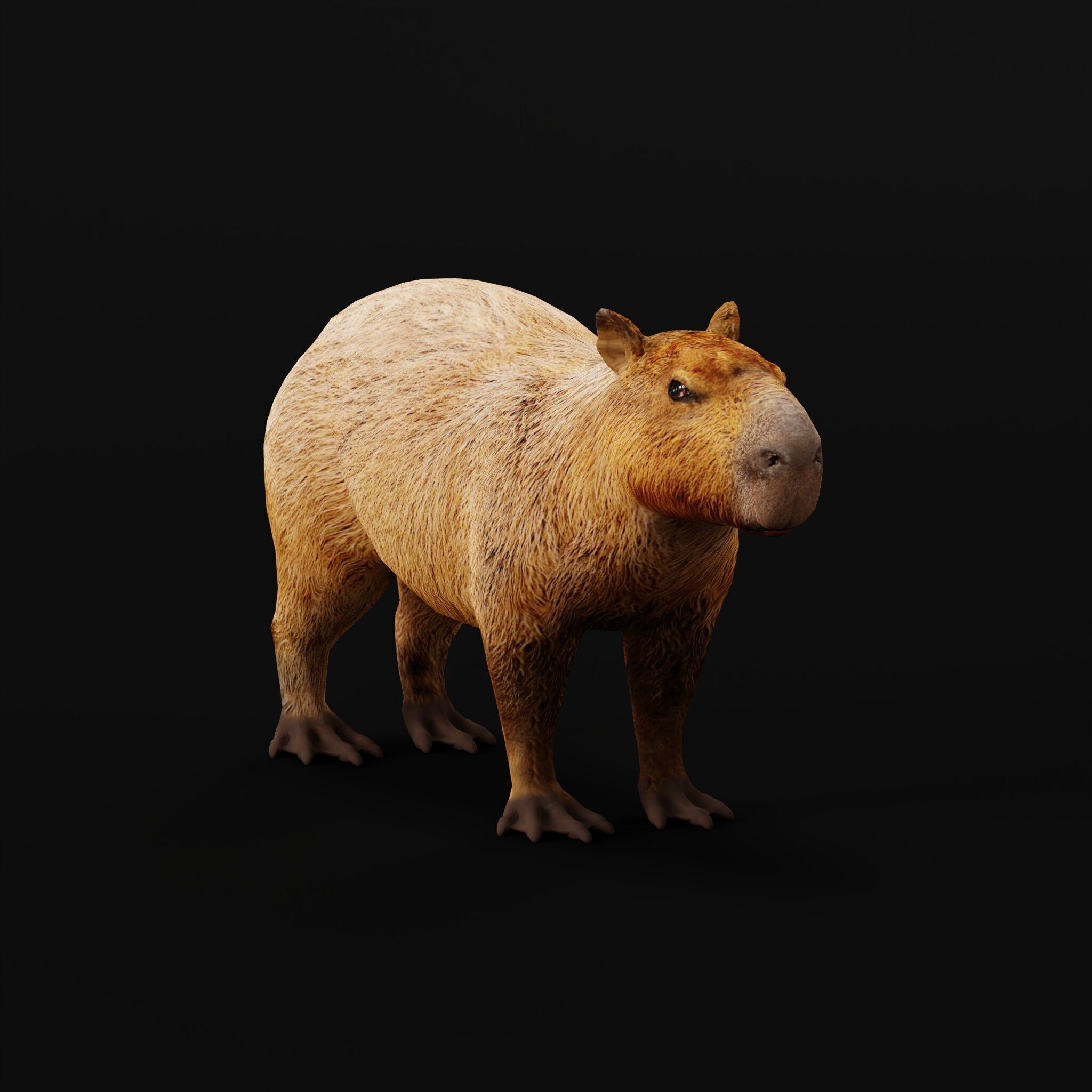 Capybara Low-poly 3D model_18