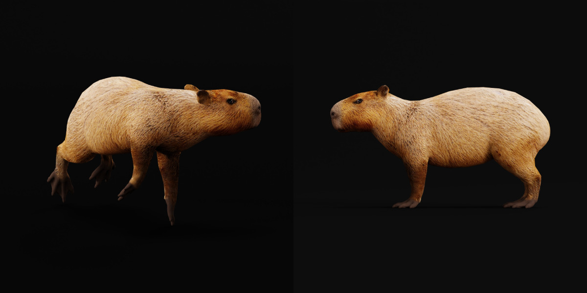 Capybara Low-poly 3D model_16