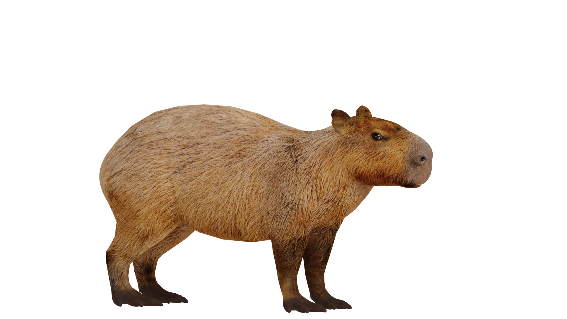 Capybara Low-poly 3D model_24