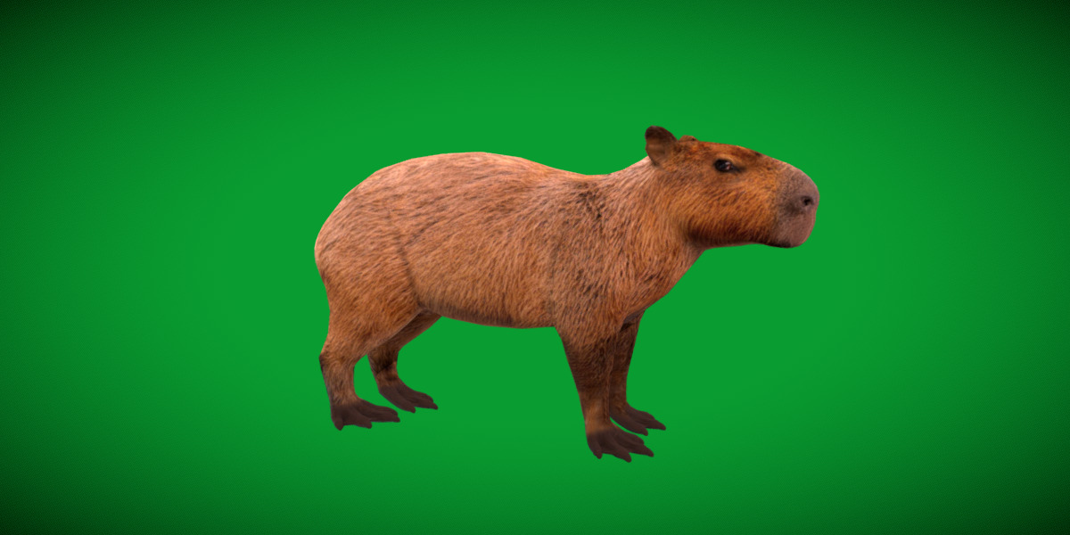 Capybara Low-poly 3D model_52