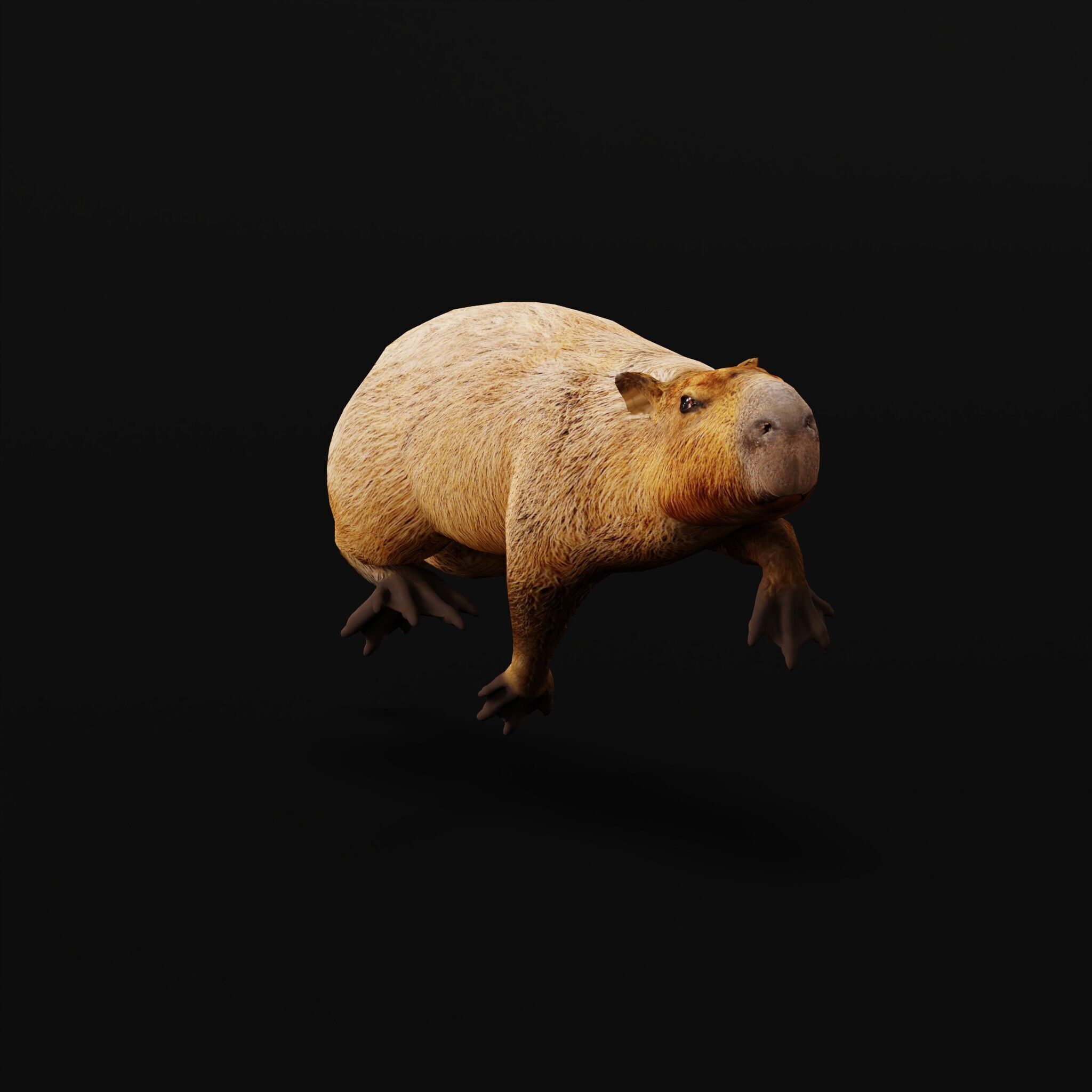 Capybara Low-poly 3D model_5