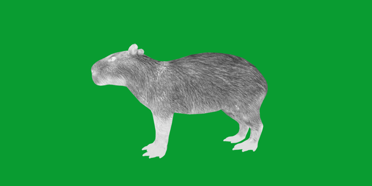 Capybara Low-poly 3D model_42