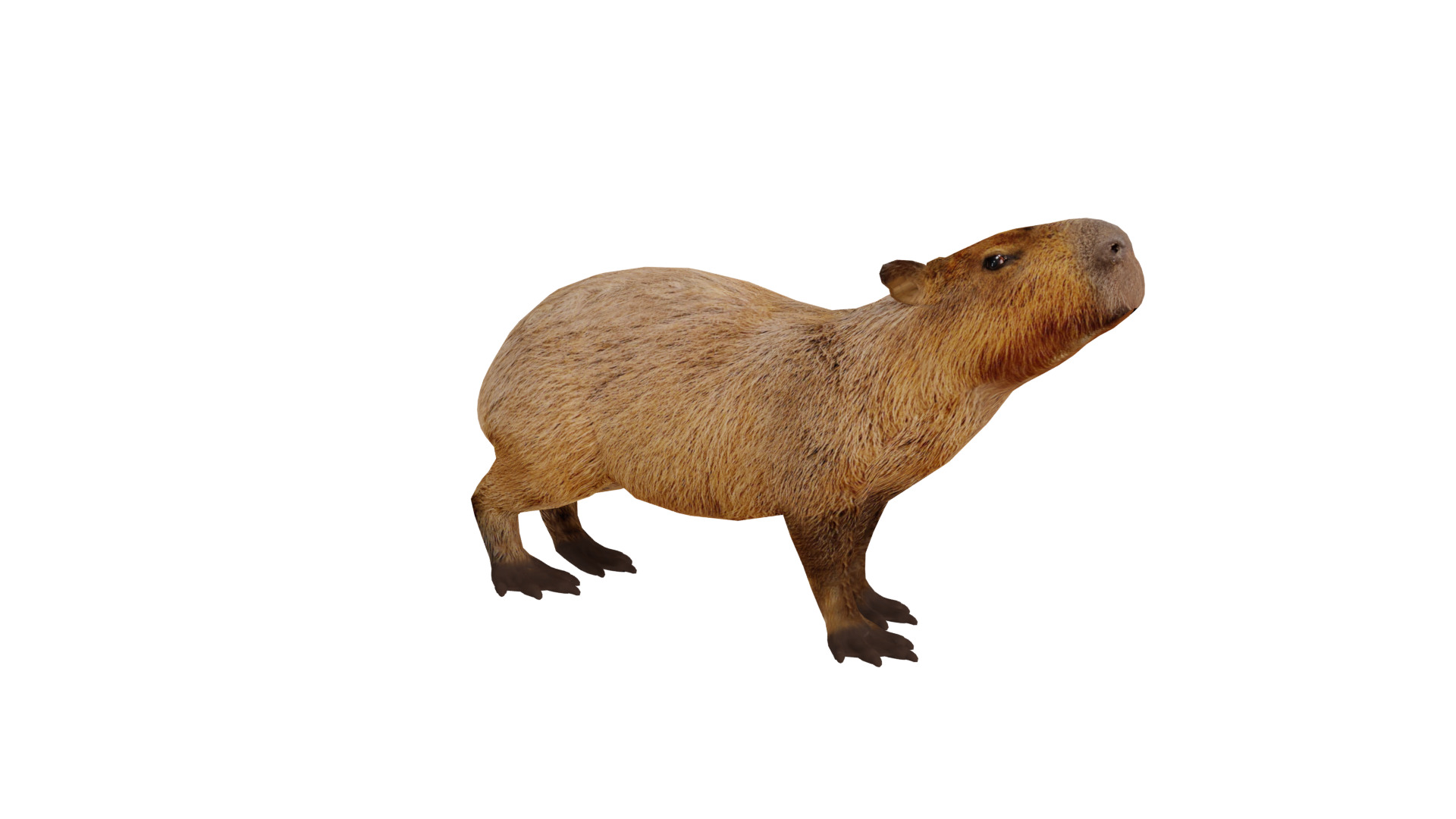 Capybara Low-poly 3D model_22