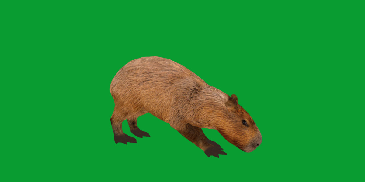 Capybara Low-poly 3D model_13