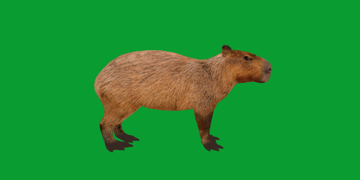 Capybara Low-poly 3D model_14
