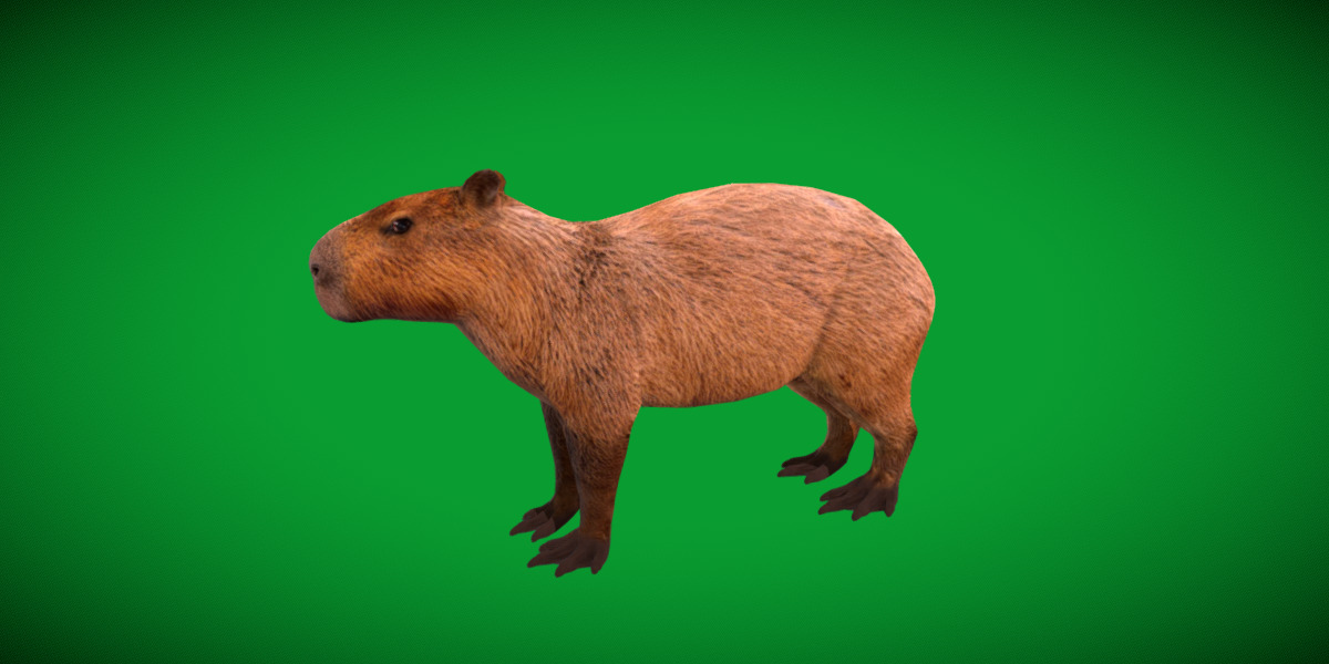 Capybara Low-poly 3D model_20