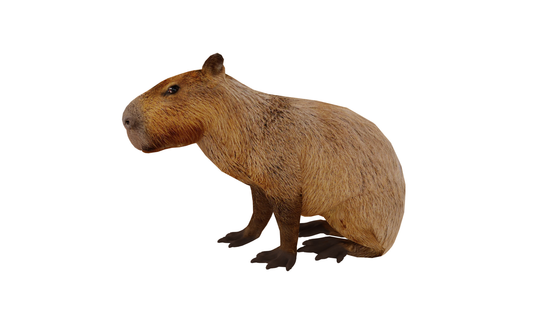 Capybara Low-poly 3D model_23