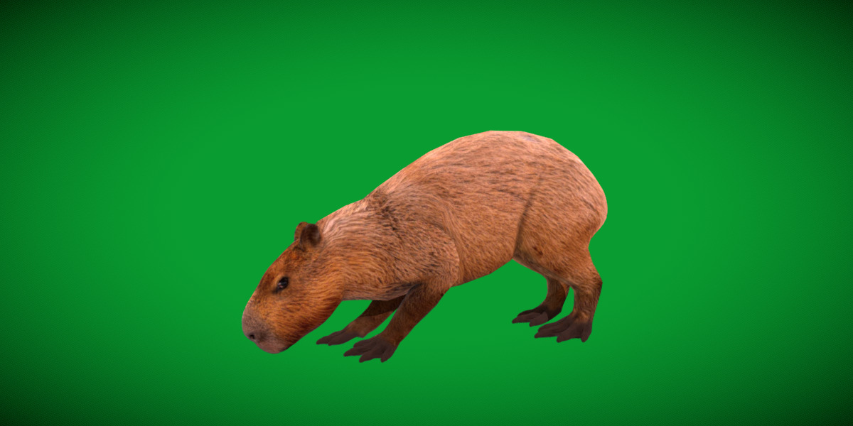 Capybara Low-poly 3D model_56
