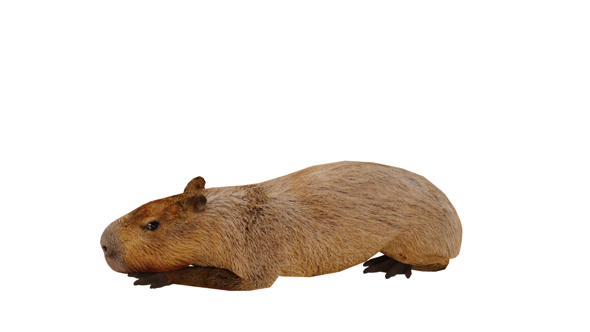 Capybara Low-poly 3D model_21