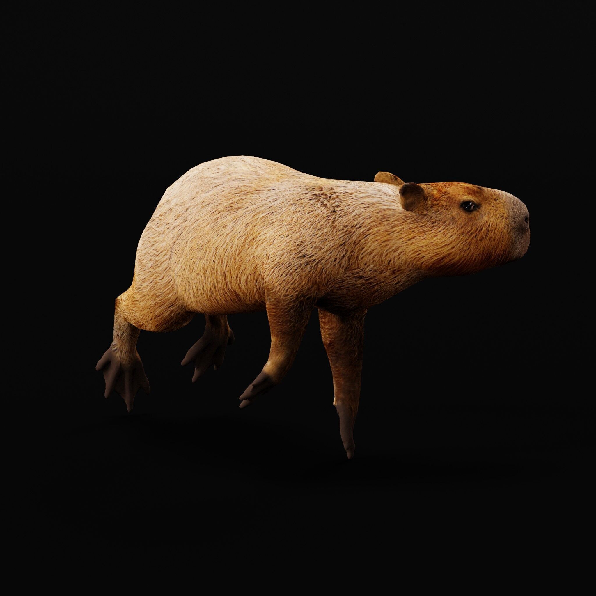 Capybara Low-poly 3D model_15
