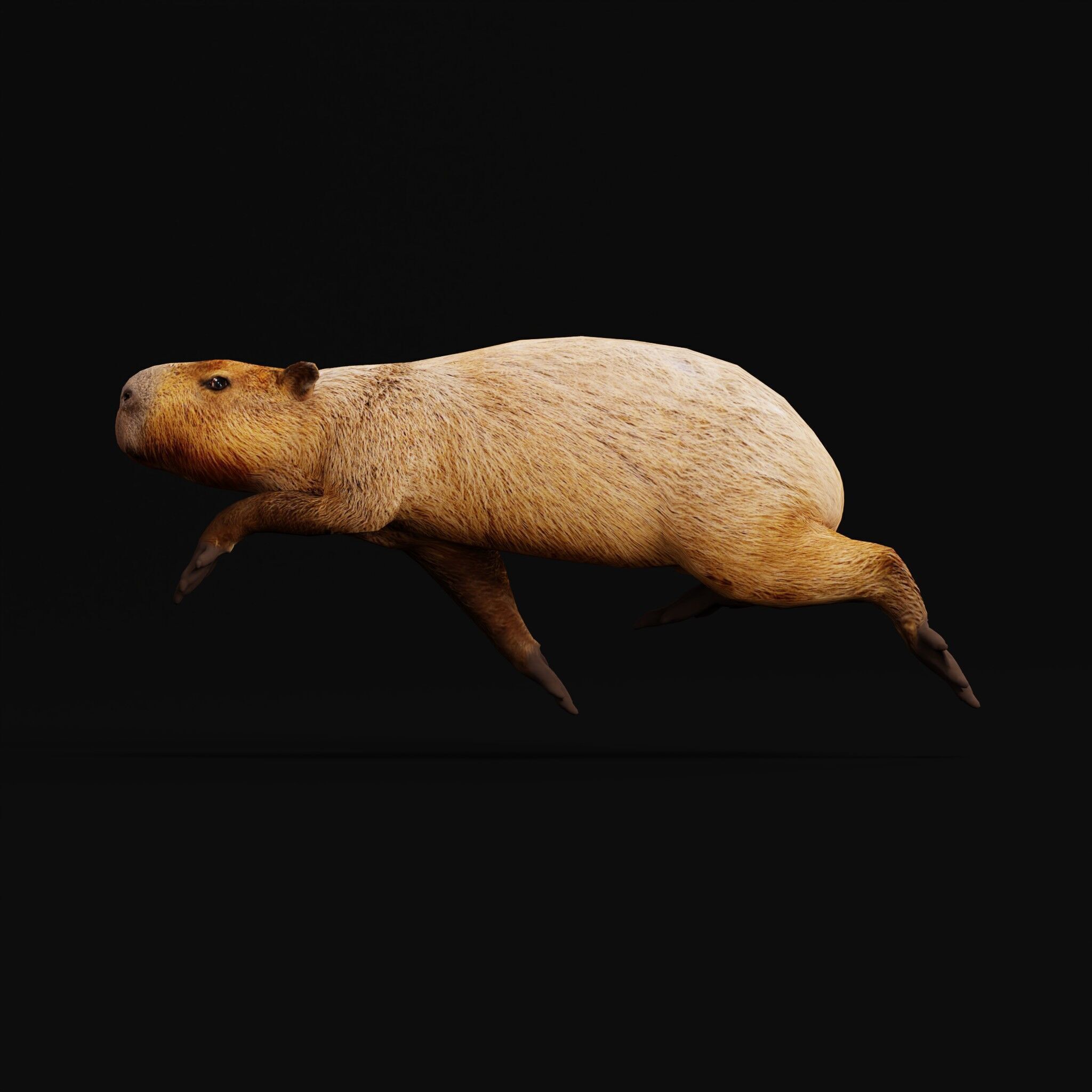 Capybara Low-poly 3D model_11