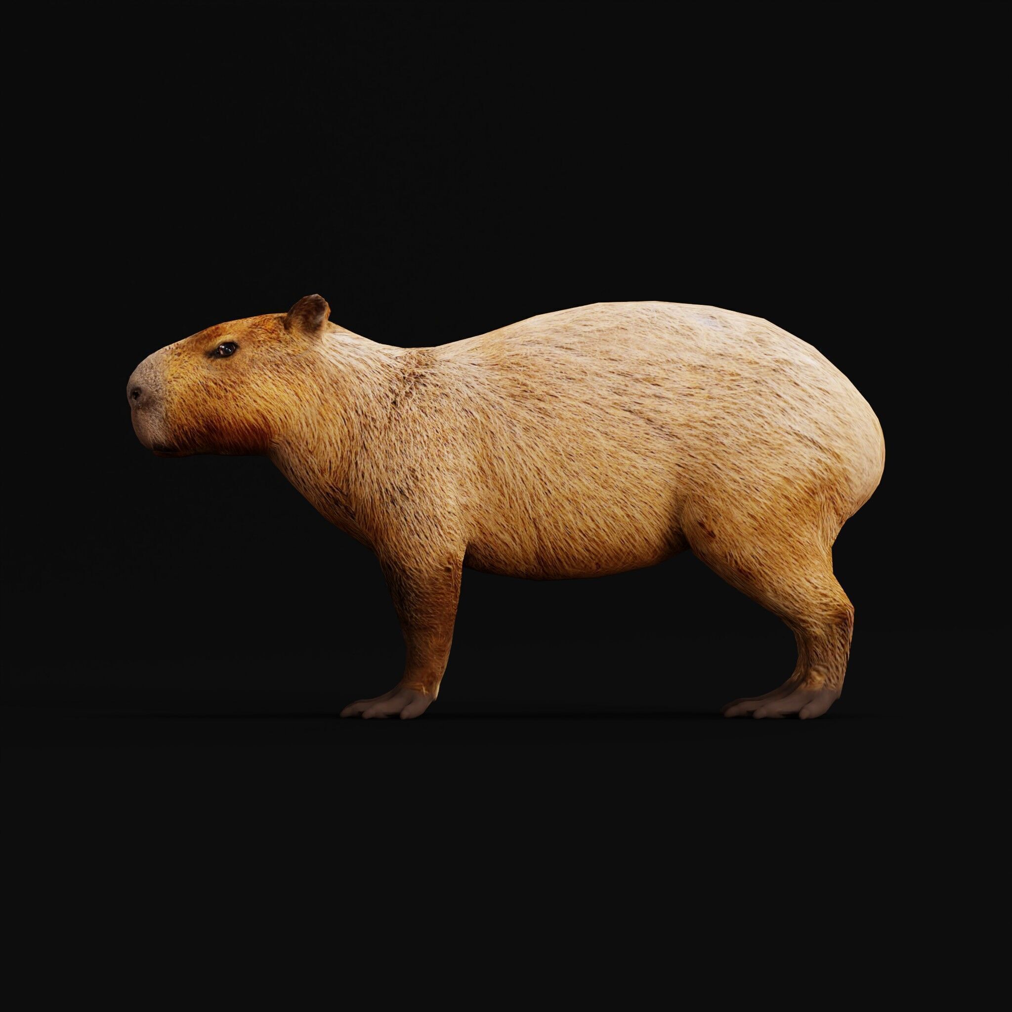 Capybara Low-poly 3D model_7