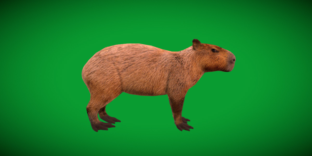 Capybara Low-poly 3D model_3