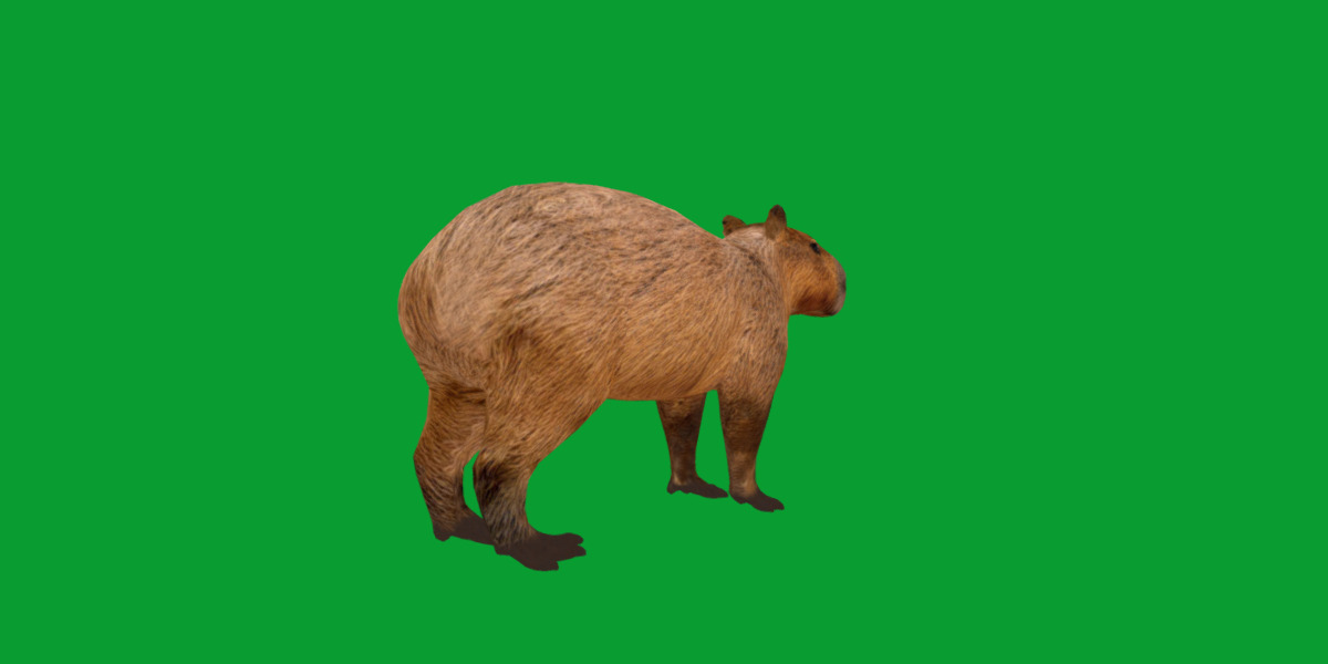 Capybara Low-poly 3D model_49