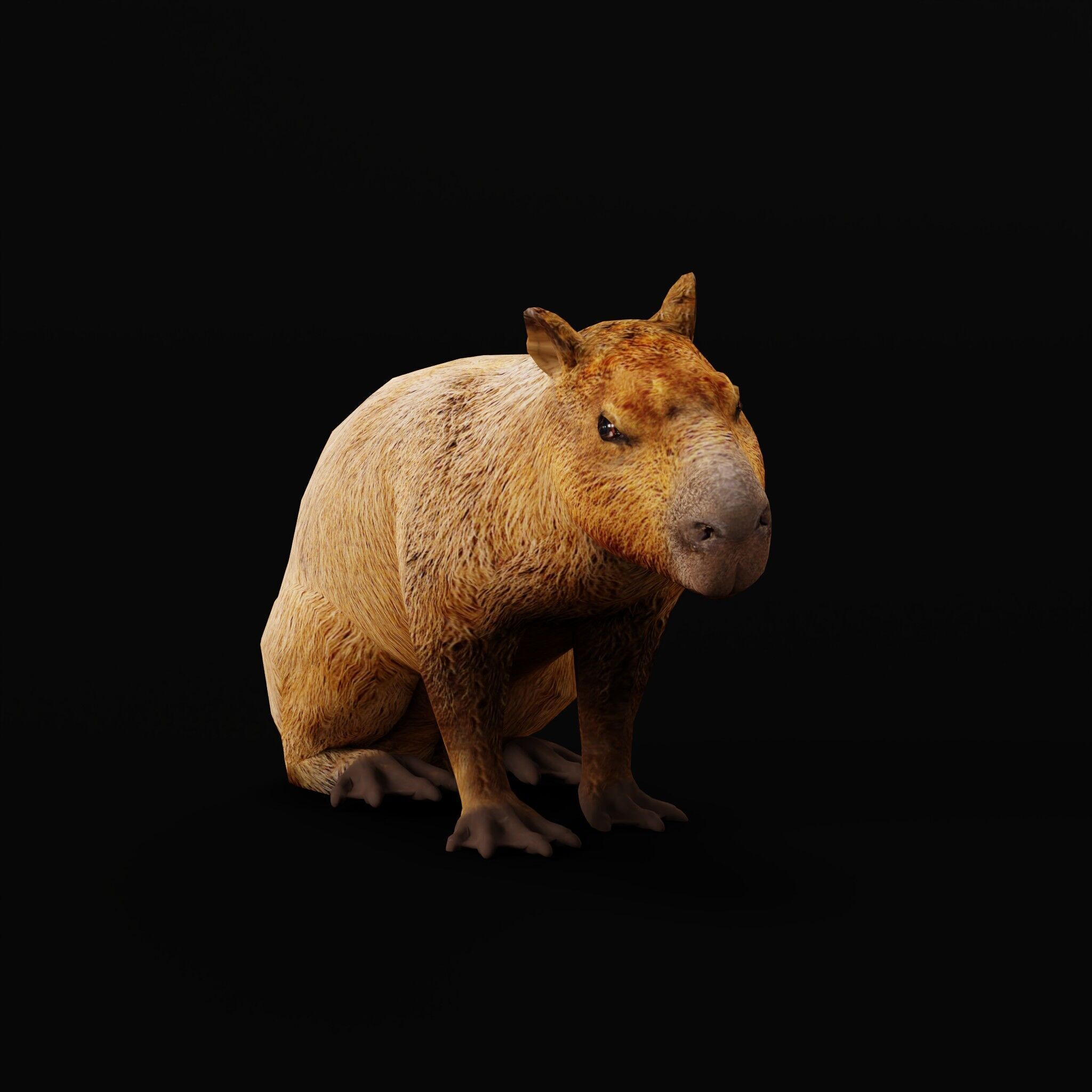 Capybara Low-poly 3D model_17