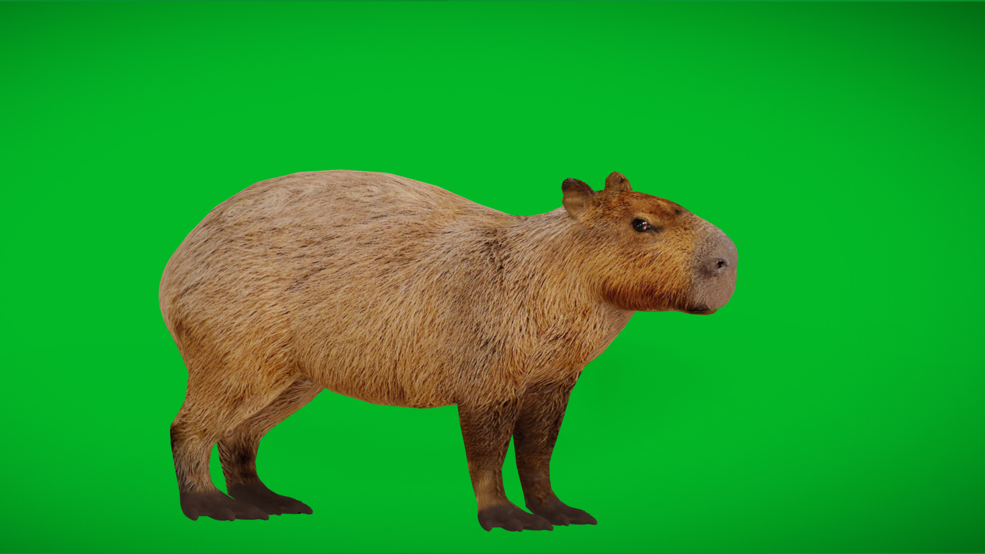 Capybara Low-poly 3D model_29