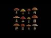 Magic Mushroom Psilocybe Pack of 12 - Game and Render Ready 3D model_1