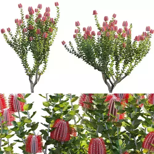 Scarlet Banksia - Banksia coccinea 01 3D model