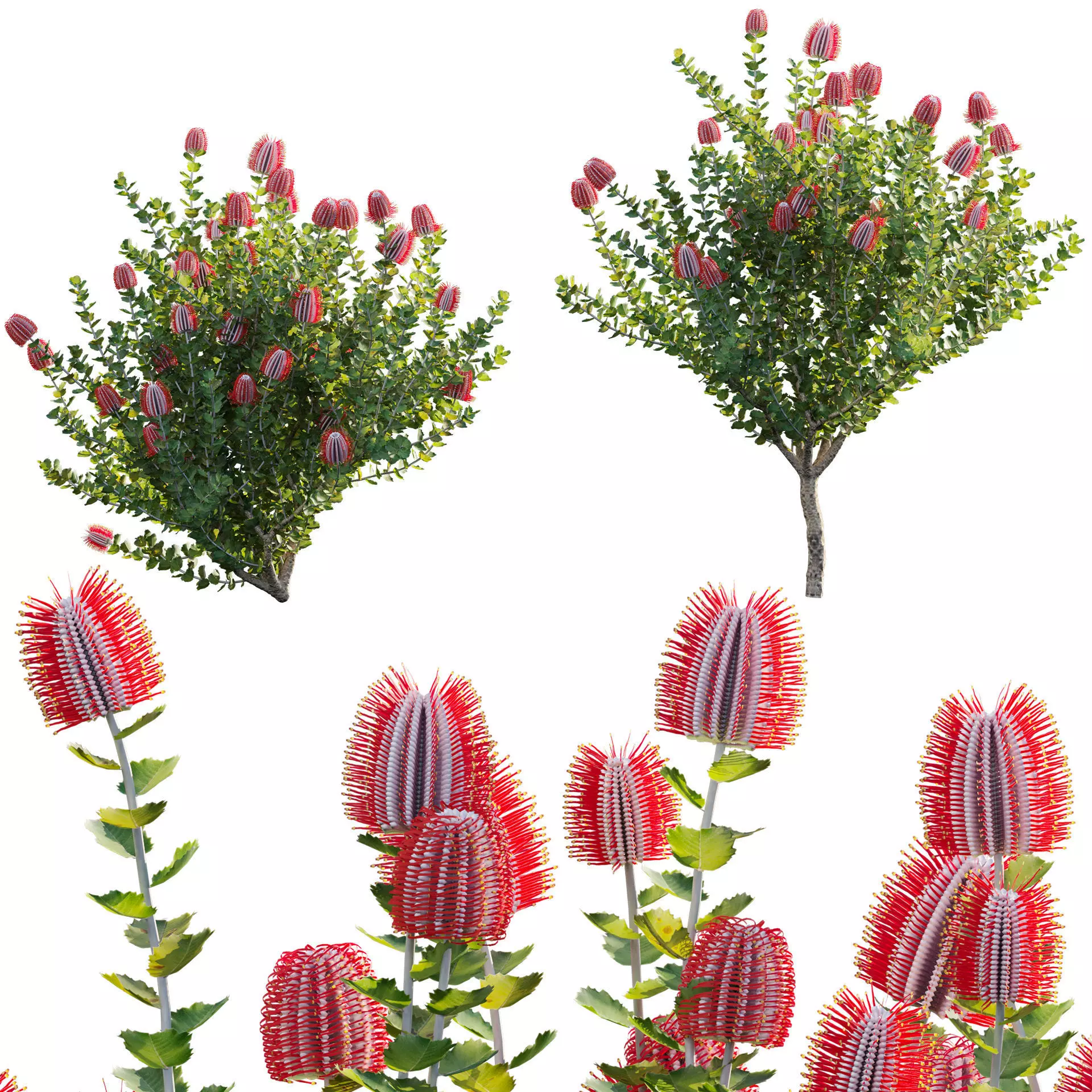 Scarlet Banksia - Banksia coccinea 02 - GrowFX 3D model