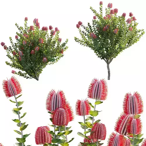 Scarlet Banksia - Banksia coccinea 02 3D model