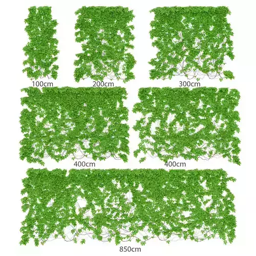 Leaves girlish grapes 6 sizes 3D model