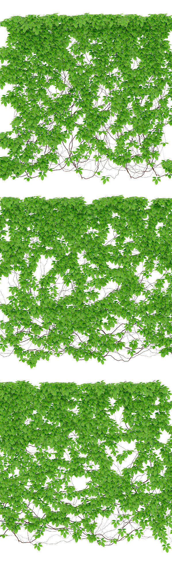 Leaves girlish grapes 6 sizes 3D model_1
